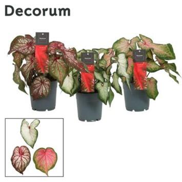 image CALADIUM
