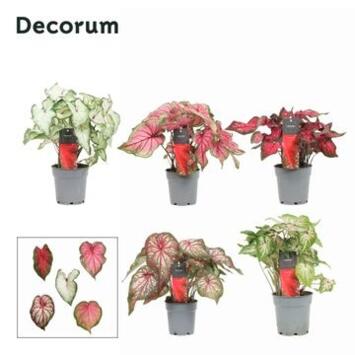 image CALADIUM