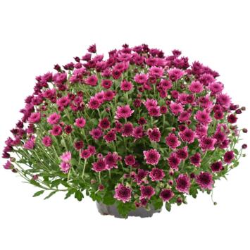 image CHRYSANTHEME MULTI COUPE