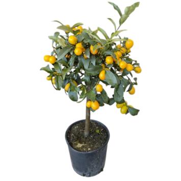 image KUMQUAT 1/2TIGE