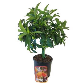image KUMQUAT 1/2TIGE