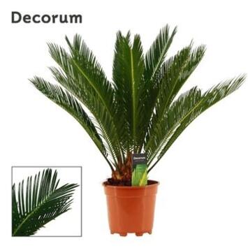 image CYCAS REVOLUTA