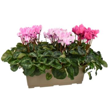 image CYCLAMEN JARD