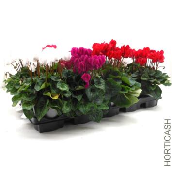 image CYCLAMEN MINI