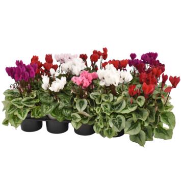 image CYCLAMEN MINI