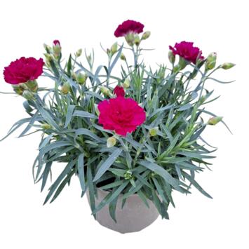 image OEILLET VARIES