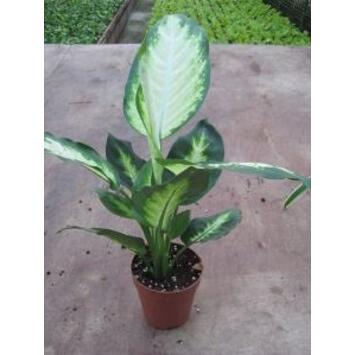 image DIEFFENBACHIA CAMILLA