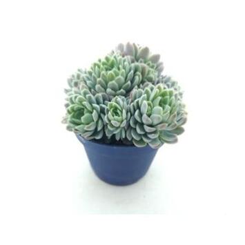 image ECHEVERIA