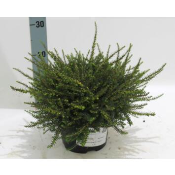 image ERICA DARLEYENSIS