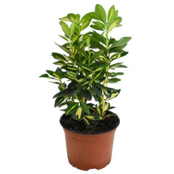 image EUONYMUS LUNA