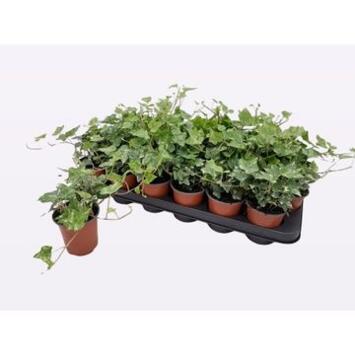 image HEDERA PANACHE