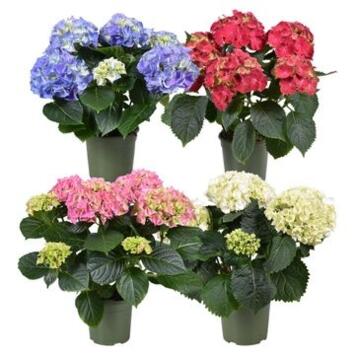 image HORTENSIA 5/6FL