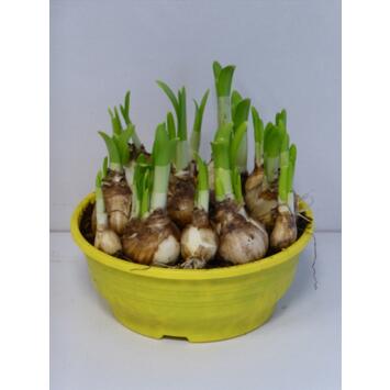 image NARCISSE T.A.T. COUPE