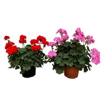 image GERANIUM ZONAL