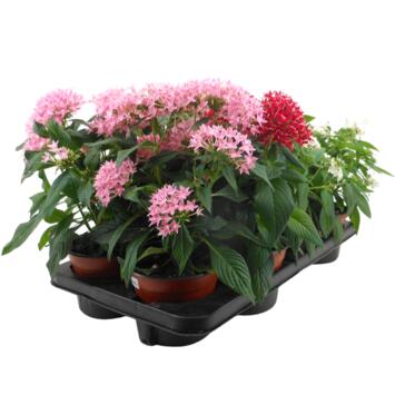image PENTAS
