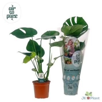 image PHILODENDRON MONSTERA