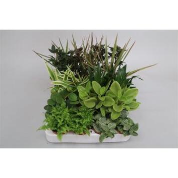 image PLANTES VERTES VARIEES