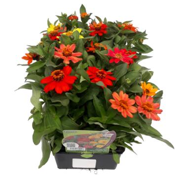 image ZINNIA BQ10