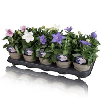 image PLATYCODON GRANDIFLORUM