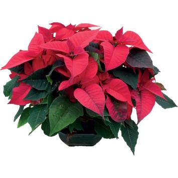 image POINSETTIA COUPE