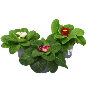 image PRIMEVERE ACAULIS