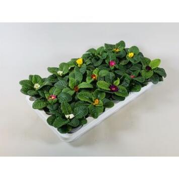 image PRIMEVERE ACAULIS