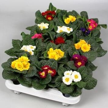 image PRIMEVERE ACAULIS