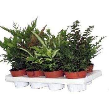 image PTERIS VARIES