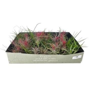 image TILLANDSIA VRAC