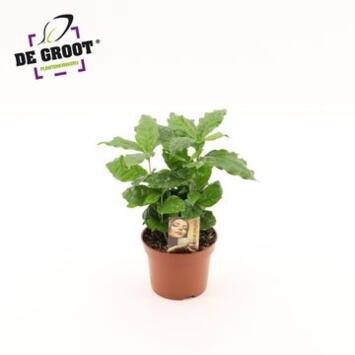 image COFFEA ARABICA