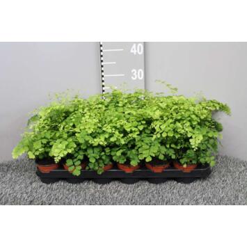 image ADIANTUM FRAGRANS