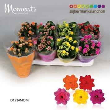 image KALANCHOE FL DBLE
