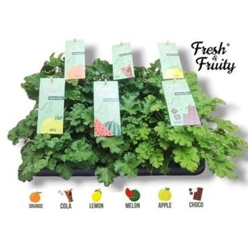 image GERANIUM ODORANT