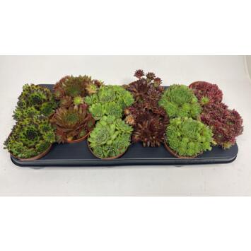 image SEMPERVIVUM