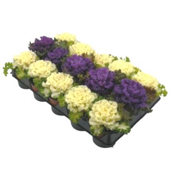 image CHOU DECORATIF