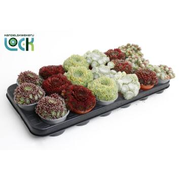 image SEMPERVIVUM VARIES