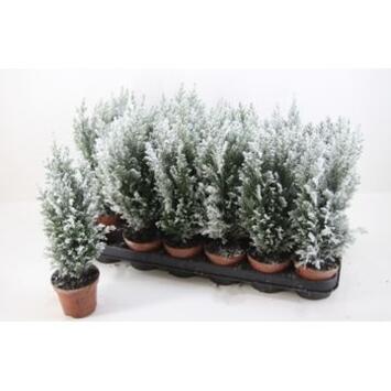 image CHAMAECYPARIS GIVRE