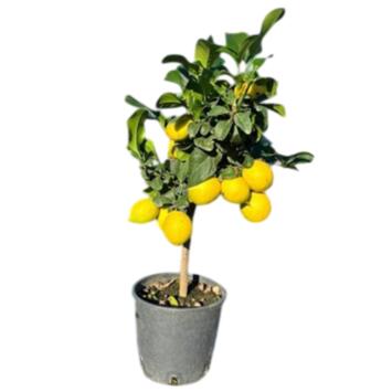 image CITRONNIER 1/2TIGE