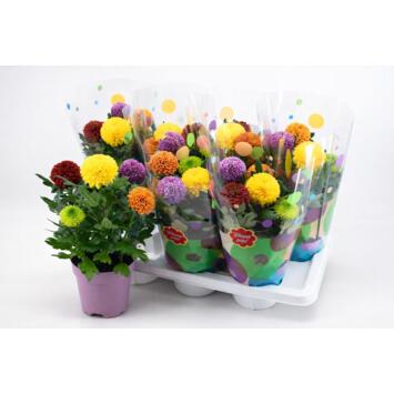 image DENDRANTHEMA 5PP