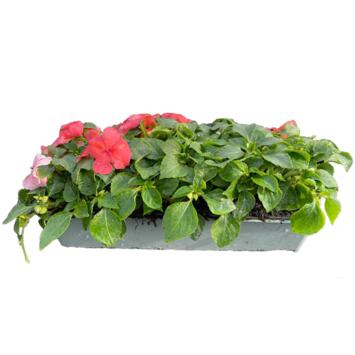 image IMPATIENS MASSIF BQ10
