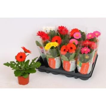 image GERBERA
