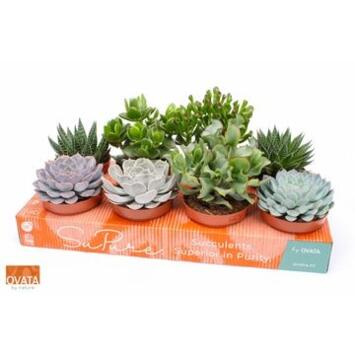 image SUCCULENTE VARIEE