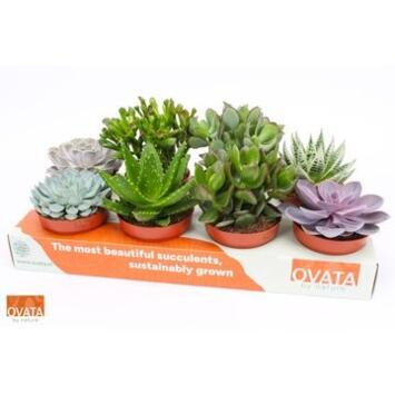 image SUCCULENTE VARIEE