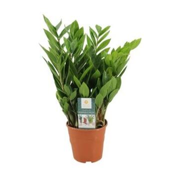 image ZAMIOCULCAS