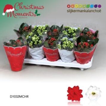 image KALANCHOE FL DBLE