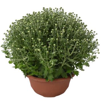 image CHRYSANTHEME MULTI COUPE