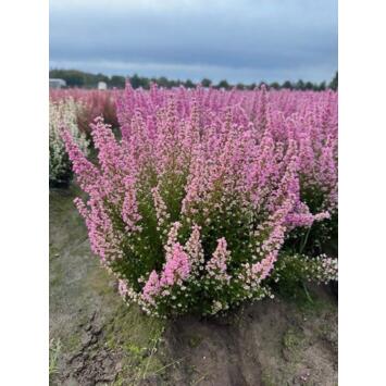 image ERICA GRACILIS 25/30CM P TERRE