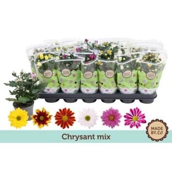 image DENDRANTHEMA 1PP