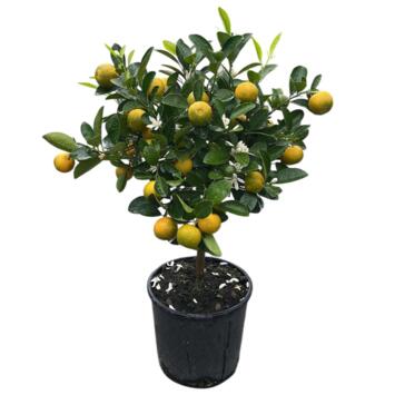 image CALAMONDIN TIGE