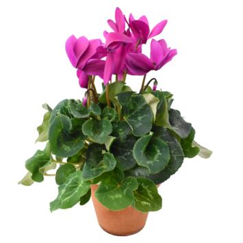 image CYCLAMEN P TERRE &